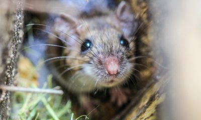 szczury DomPolski.uk - Polacy w Wielkiej Brytanii UK